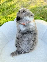Jackson, a male Miniature Bernedoodle for sale in Dover, OH – 5 of 10
