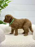 Rio  🐶❤️‍🩹, a male Miniature Goldendoodle for sale in Dover, OH – 3 of 10