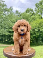 Duke ♥️😘, a male Miniature Goldendoodle for sale in Dover, OH – 4 of 10