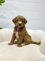 Daisy  💖, a female Miniature Goldendoodle for sale in Dover, OH – 8 of 10