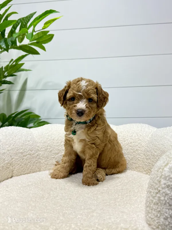 Tori  💖 – Miniature Goldendoodle puppy for sale in Dover, OH