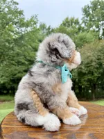 Teddy, a male Miniature Bernedoodle for sale in Dover, OH – 6 of 9