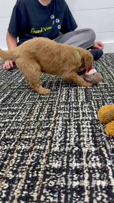 Rio  🐶❤️‍🩹, a male Miniature Goldendoodle for sale in Dover, OH – 10 of 10