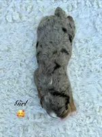Ace❤️, a male Miniature Bernedoodle for sale in Dover, OH – 7 of 9