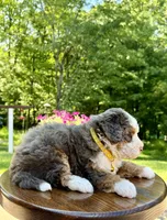 Charlie, a male Miniature Bernedoodle for sale in Dover, OH – 7 of 10