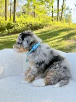 Teddy, a male Miniature Bernedoodle for sale in Dover, OH – 2 of 10