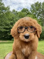 Duke ♥️😘, a male Miniature Goldendoodle for sale in Dover, OH – 3 of 10