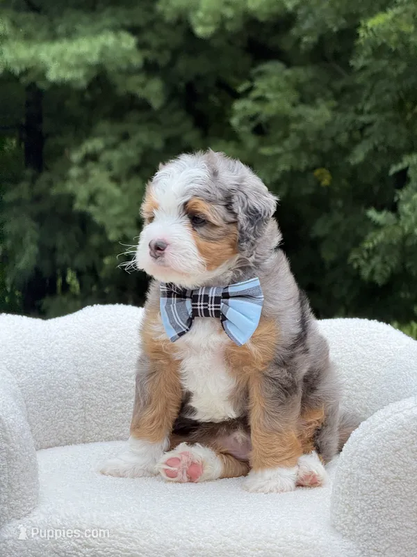 Bruno – Miniature Bernedoodle puppy on hold in Dover, OH
