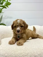 Tori  💖, a female Miniature Goldendoodle for sale in Dover, OH – 3 of 10