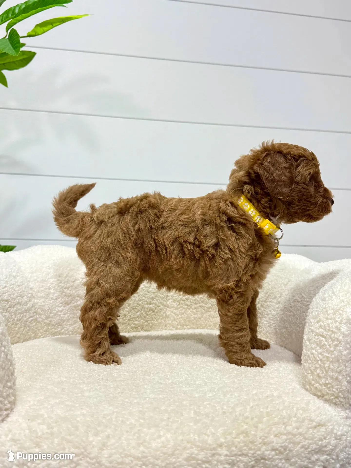 Lilah  💖, a female Miniature Goldendoodle for sale in Dover, OH – 5 of 10