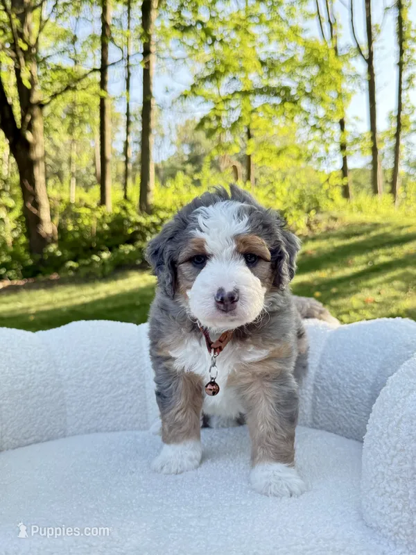 Jackson – Miniature Bernedoodle puppy for sale in Dover, OH