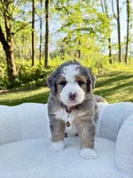 Jackson, a male Miniature Bernedoodle for sale in Dover, OH – 1 of 10