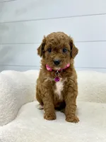Rosie  💖, a female Miniature Goldendoodle for sale in Dover, OH – 7 of 10
