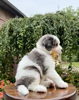 Enzo, a male Miniature Bernedoodle for sale in Dover, OH – 10 of 10