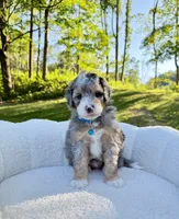 Teddy, a male Miniature Bernedoodle for sale in Dover, OH – 9 of 10