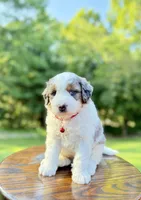 Enzo, a male Miniature Bernedoodle for sale in Dover, OH – 7 of 10