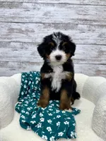 Chase, a male Miniature Bernedoodle for sale in Dover, OH – Photo 7 of 9