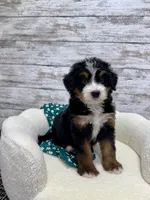 Chase, a male Miniature Bernedoodle for sale in Dover, OH – Photo 4 of 9