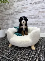 Chase, a male Miniature Bernedoodle for sale in Dover, OH – Photo 1 of 9