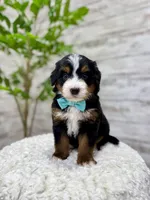 Chase, a male Miniature Bernedoodle for sale in Dover, OH – Photo 2 of 9