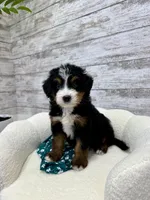 Chase, a male Miniature Bernedoodle for sale in Dover, OH – Photo 8 of 9