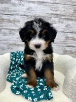 Chase, a male Miniature Bernedoodle for sale in Dover, OH – Photo 5 of 9