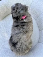Maggie, a female Miniature Bernedoodle for sale in Dover, OH – 4 of 10