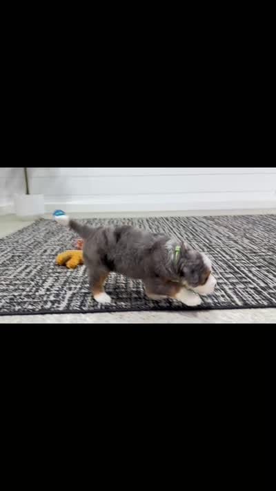 Bruno, a male Miniature Bernedoodle for sale in Dover, OH – 4 of 10