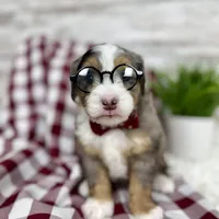 Vince, a male Miniature Bernedoodle for sale in Dover, OH – Photo 1 of 10