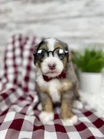 Vince, a male Miniature Bernedoodle for sale in Dover, OH – Photo 1 of 10