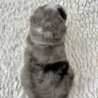 Vince, a male Miniature Bernedoodle for sale in Dover, OH – Photo 5 of 10