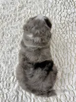 Vince, a male Miniature Bernedoodle for sale in Dover, OH – Photo 5 of 10