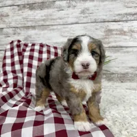 Vince, a male Miniature Bernedoodle for sale in Dover, OH – Photo 6 of 10