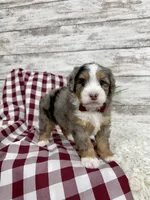 Vince, a male Miniature Bernedoodle for sale in Dover, OH – Photo 6 of 10