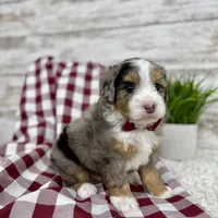 Vince, a male Miniature Bernedoodle for sale in Dover, OH – Photo 8 of 10