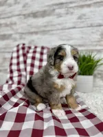 Vince, a male Miniature Bernedoodle for sale in Dover, OH – Photo 8 of 10