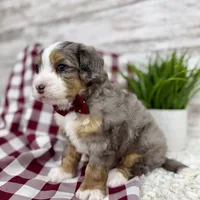 Vince, a male Miniature Bernedoodle for sale in Dover, OH – Photo 7 of 10