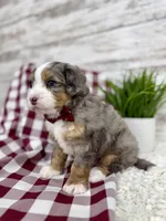 Vince, a male Miniature Bernedoodle for sale in Dover, OH – Photo 7 of 10