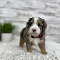 Vince, a male Miniature Bernedoodle for sale in Dover, OH – Photo 2 of 10
