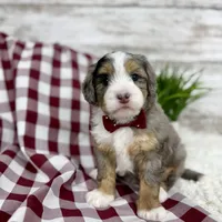 Vince, a male Miniature Bernedoodle for sale in Dover, OH – Photo 3 of 10