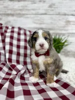 Vince, a male Miniature Bernedoodle for sale in Dover, OH – Photo 3 of 10