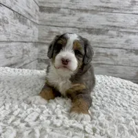 Vince, a male Miniature Bernedoodle for sale in Dover, OH – Photo 4 of 10