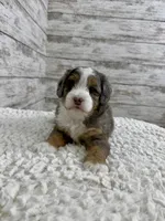 Vince, a male Miniature Bernedoodle for sale in Dover, OH – Photo 4 of 10