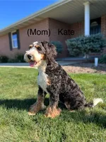 Vince, a male Miniature Bernedoodle for sale in Dover, OH – Photo 9 of 10