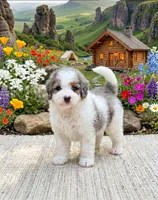 Enzo, a male Miniature Bernedoodle for sale in Dover, OH – 1 of 10