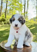 Enzo, a male Miniature Bernedoodle for sale in Dover, OH – 4 of 10