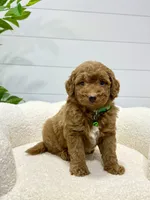 Rio  🐶❤️‍🩹, a male Miniature Goldendoodle for sale in Dover, OH – 2 of 10