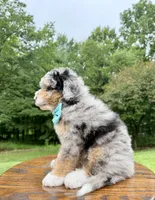 Teddy, a male Miniature Bernedoodle for sale in Dover, OH – 5 of 9