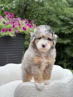 Teddy, a male Miniature Bernedoodle for sale in Dover, OH – 4 of 9