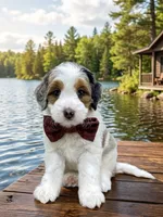 Gracie, a female Miniature Goldendoodle for sale in Dover, OH – 1 of 10